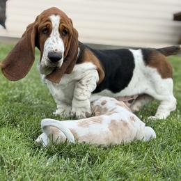 Basset Hound Puppies from The Basset Boutique