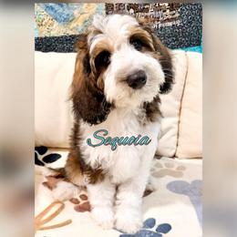 Sequoia - Black and white female Sheepadoodle puppy in Roseburg, Oregon from Sharon’s Sheepadoodle’s