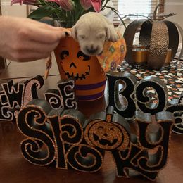 Golden Retriever Puppies from Tupelo Honey Farm's Golden Retrievers