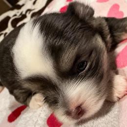 Gunner - Blue and white male Chihuahua puppy in Tyler, Texas from Fancy Pants Chihuahua’s