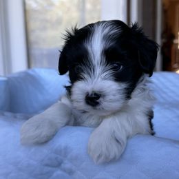 Havanese Puppies from Cralyn's