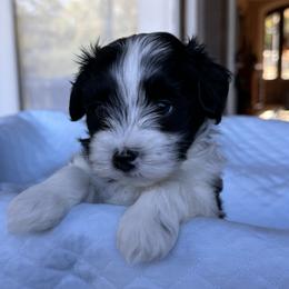 Havanese Puppies from Cralyn's