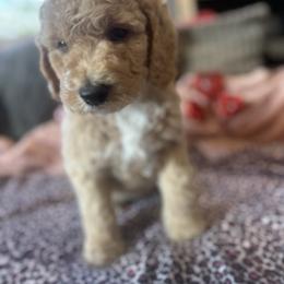 Risky (black) - Cream male Goldendoodle puppy in Fayettville Ar, Arkansas from Ozark Bulldogs and doodles