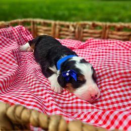 Sailor - Tri-color female Bernedoodle puppy in Russell Springs, Kentucky from 270 Doodles