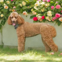 Amber - Poodle