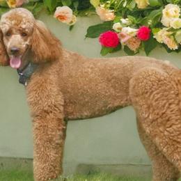 Amber - Poodle
