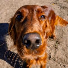 Irish Setters from Ol' Red Ranch