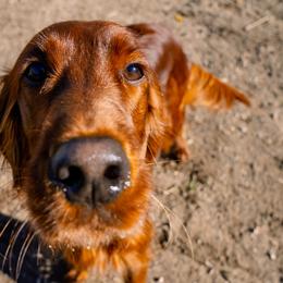 Irish Setters from Ol' Red Ranch