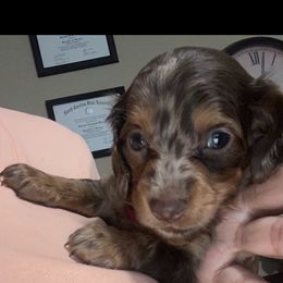 Boy 3 - male Dachshund puppy in Raleigh, North Carolina from Capital City Dachshunds
