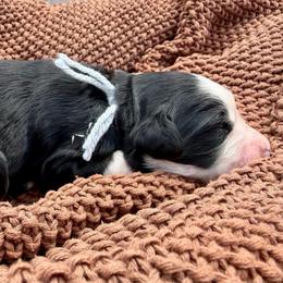 Miss Sorbet - Tri-color female Bernedoodle puppy in Hegins, Pennsylvania from Bubbling Springs Doodles, LLC