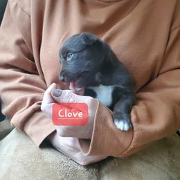 Clove - Red tri-color female Australian Shepherd puppy in Cottage Grove, Oregon from Farmstead Aussies