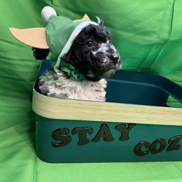 Poodle and Schnoodle Puppies from Royal Crown Keeper LTD