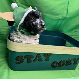 Poodle and Schnoodle Puppies from Royal Crown Keeper LTD