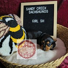 Sally - Black and tan female Dachshund puppy in Rosanky, Texas from Sandy Creek Minatare Dachshunds