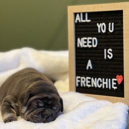 French Bulldog Puppies from South House Bulldogs