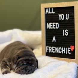 French Bulldog Puppies from South House Bulldogs