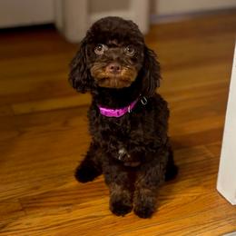 Poodle puppies from Miranda’s Sunshine Poodles and Doodles