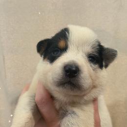 Clover - Blue speckled female Australian Cattle Dog puppy in Rosharon, Texas from 4Surge Cattle Dogs