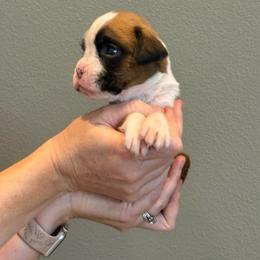 Otis - Fawn male Boxer puppy in Medical Lake, Washington from Box and Bully Estates: Boxers and Old English Bulldogs