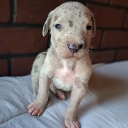 Blue Fawn Merle Male - Merle male Great Dane puppy in Cunningham, Kansas from Garden Grove Great Danes