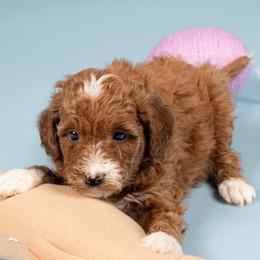 Pam - Red  female Goldendoodle puppy in Payson, Utah from Country Sky Doodles