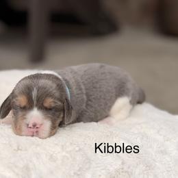Kibbles - Blue tan and white male Beagle puppy in Mansfield, Missouri from Rippee Creek Kennel