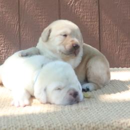 Labrador Retrievers from Swatara Creek Labradors LLC
