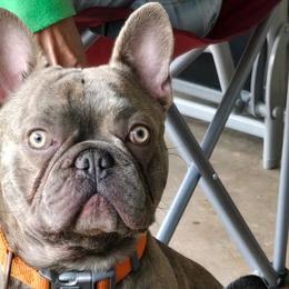 Chihuahuas and French Bulldogs from Hart's Chihuahuas