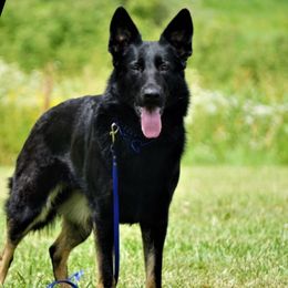 Jipse - German Shepherd