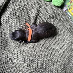Michelangelo - Black male Whoodle puppy in Gladewater, Texas from Kalin’s K9s