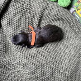 Michelangelo - Black male Whoodle puppy in Gladewater, Texas from Kalin’s K9s