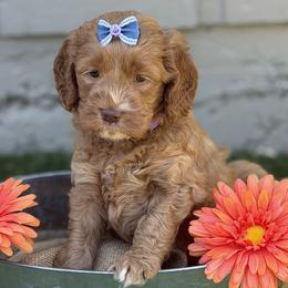 Honey - Caramel red female Australian Labradoodle puppy in Citrus Heights, California from Elite Blend Labradoodles