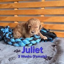 Juliet - Cream female Labradoodle puppy in Genoa City, Wisconsin from Sakura Pups