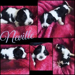 Neville Longbottom - Tri-color male Cavapoo puppy in Battle Lake, Minnesota from Panda Puppies