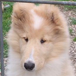 Collies from Roblyn Collies