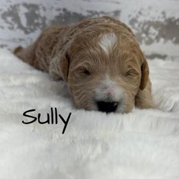 Sully - Apricot male Goldendoodle puppy in Nortonville, Kentucky from Deb’s KY Doodles