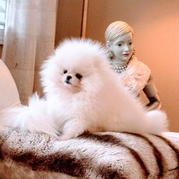 Pomeranian Puppies from Kouture Pomeranians