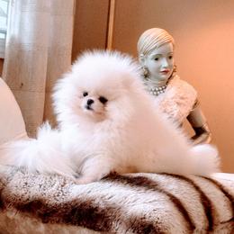 Pomeranian Puppies from Kouture Pomeranians