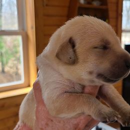 Boy 3 - Labrador Retriever puppy in Shiocton, Wisconsin from Green Acres Labrador Retrievers