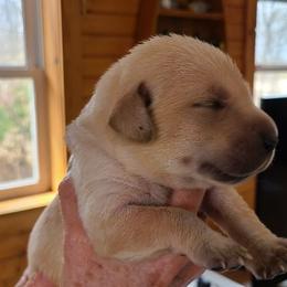 Boy 3 - Labrador Retriever puppy in Shiocton, Wisconsin from Green Acres Labrador Retrievers