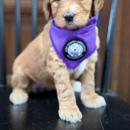Miss Purple - Red female Australian Labradoodle puppy in Wake Forest, North Carolina from Lucky Country Labradoodles