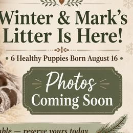 German Shorthaired Pointer puppies from Idaho GSP