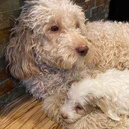 Penny - Goldendoodle