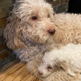 Penny - Goldendoodle