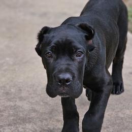 MaxTac aka Gray Collar - Black male Cane Corso puppy in Houston, Texas from Zenith Cane Corso