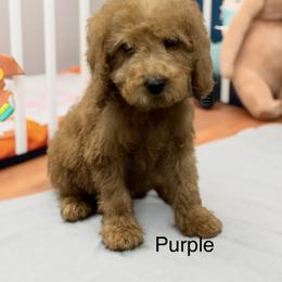 Purple - Red male Labradoodle puppy in Terre Haute, Indiana from Doodle Bug Love