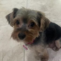 Bella - Yorkshire Terrier