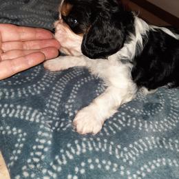 Cavalier King Charles Spaniel Puppies from Casanova Cavalier King Charles Spaniels