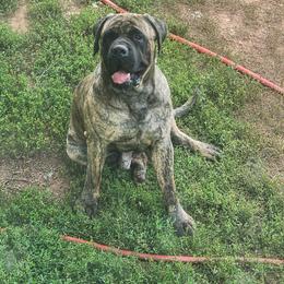 Duke - Mastiff
