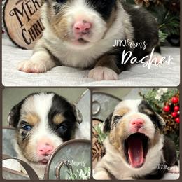 (1) Dasher, BMM - Blue merle male Miniature American Shepherd puppy in Huntington, Texas from JKKJ Farms